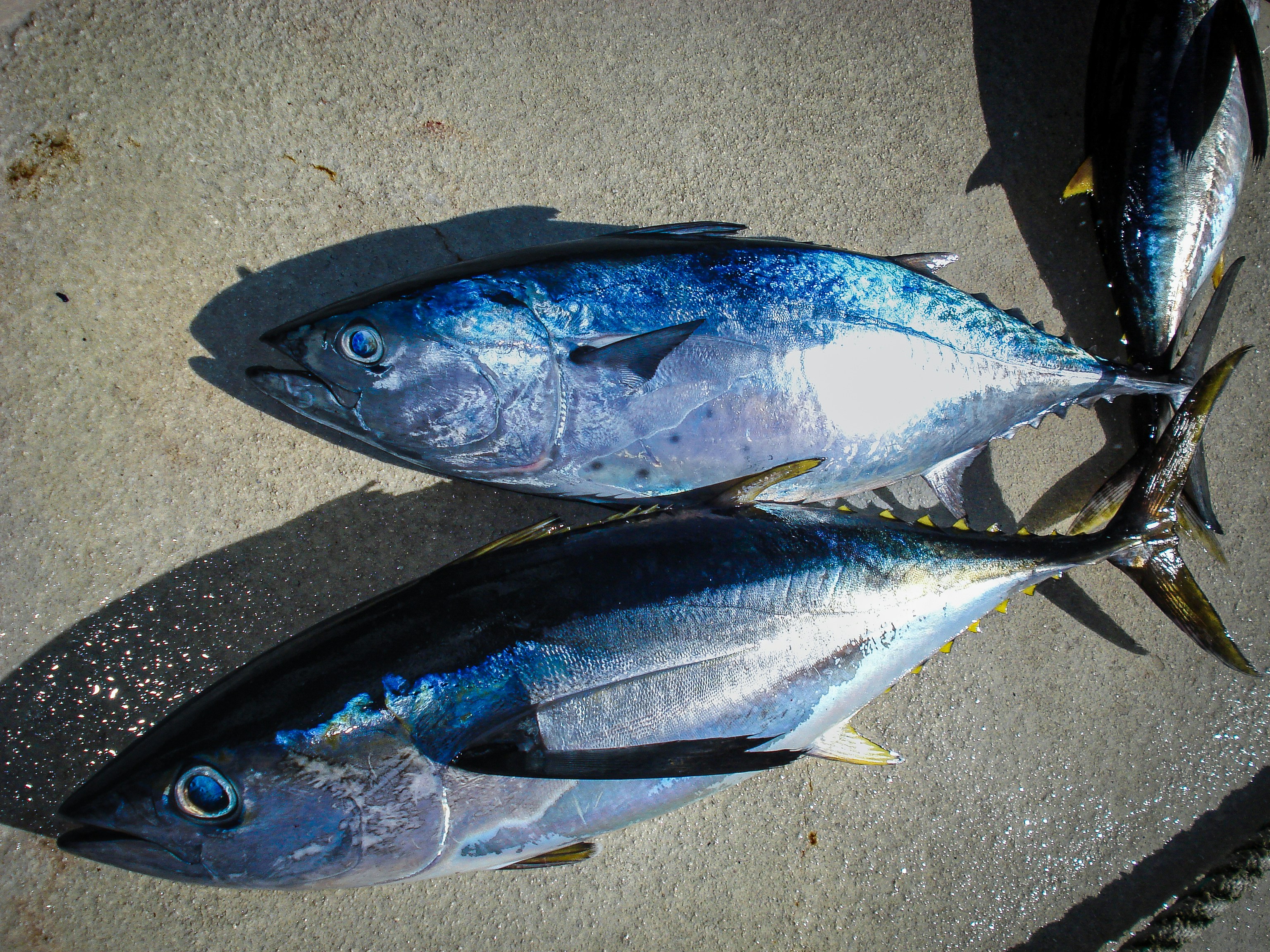 Tuna catch from Pacific fishing operations